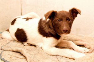 Москва и МО Кофейный щенок Капучино в поисках дома  - 2.jpg