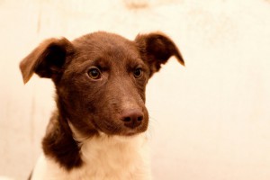 Москва и МО Кофейный щенок Капучино в поисках дома  - 3.jpg