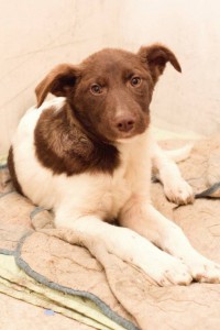 Москва и МО Кофейный щенок Капучино в поисках дома  - 5.jpg