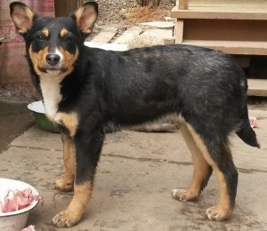 Отдам даром щенка - собаки 1.jpg