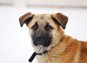 Москва, МО Ищет дом невероятный пес Рокки  - 1.jpg