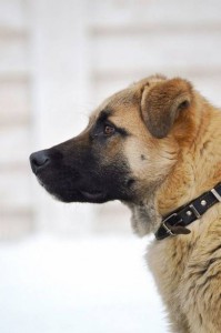 Москва, МО Ищет дом невероятный пес Рокки  - 2.jpg