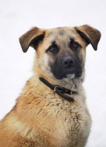 Москва, МО Ищет дом невероятный пес Рокки  - 4.jpg