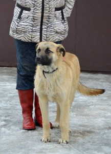 Москва, МО Ищет дом невероятный пес Рокки  - 5.jpg