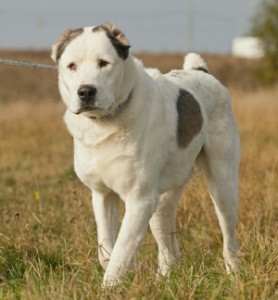 Москва и МО Среднеазиатские овчарки – Алабаи в лучшие ручки  - Копия 2.jpg