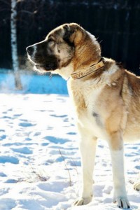 Москва и МО Среднеазиатские овчарки – Алабаи в лучшие ручки  - Копия 4.jpg