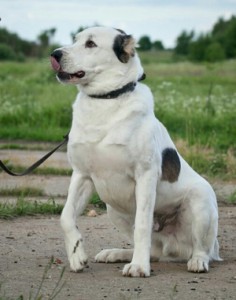 Москва и МО Среднеазиатские овчарки – Алабаи в лучшие ручки  - Копия 5.jpg