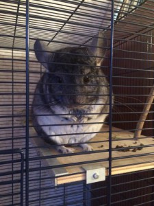 Шиншилле нужна помощь  - 886.JPG