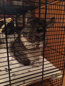 Шиншилле нужна помощь  - 914.JPG