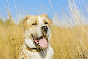 Москава и МО Мара – Алабай в добрые руки  - 1.jpg