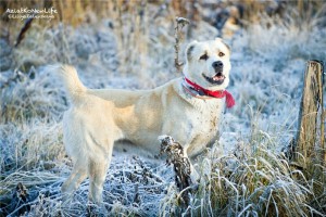 Москава и МО Мара – Алабай в добрые руки  - 2.jpg