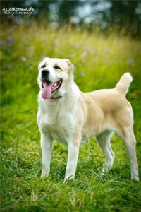 Москава и МО Мара – Алабай в добрые руки  - 3.jpg