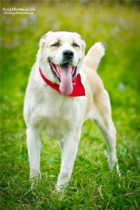 Москава и МО Мара – Алабай в добрые руки  - 5.jpg