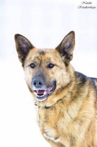 Москва и МО Чарли – метис Немецкой овчарки - 2.jpg