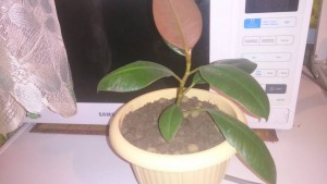 Горшки даром.Фикус каучук.Забрали - DSC_0113.JPG