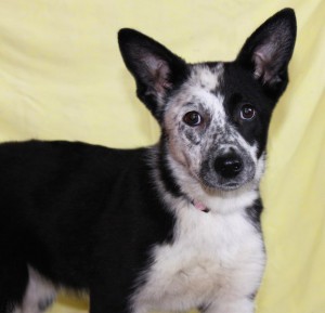 Москва и МО Микки и Луна – щеночки в добрые руки  - byzhtMLmDgc.jpg