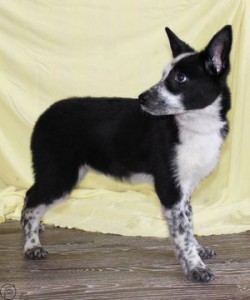 Москва и МО Микки и Луна – щеночки в добрые руки  - ENtbXWycXB4.jpg