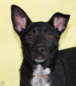 Москва и МО Микки и Луна – щеночки в добрые руки  - KZ7zoUfoGgo.jpg