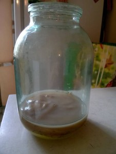 Отдам чайный гриб м.Кунцевская - WP_20160424_15_58_18_Pro[1].jpg