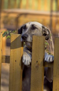 Москва и МО Рыжему срочно нужен дом  - 2.jpg