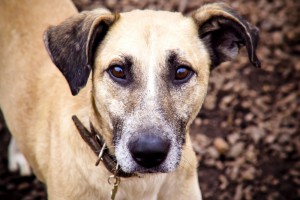 Москва и МО Рыжему срочно нужен дом  - 4.jpg