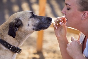 Москва и МО Рыжему срочно нужен дом  - 5.jpg