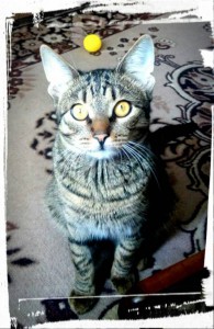 Отдам котика Тимошу в добрые руки. - image.jpeg