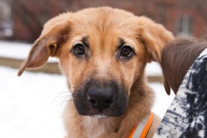 Москва и МО, м. Войковская Очаровательный щеночек Фрида  - 1.jpg