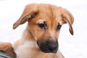 Москва и МО, м. Войковская Очаровательный щеночек Фрида  - 2.jpg