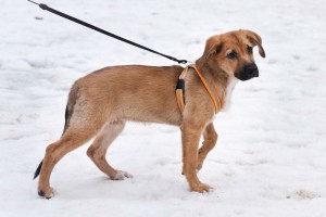 Москва и МО, м. Войковская Очаровательный щеночек Фрида  - 4.jpg