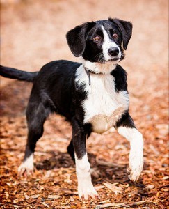 Москва и МО 2 щенка в поисках семьи  - 1.JPG