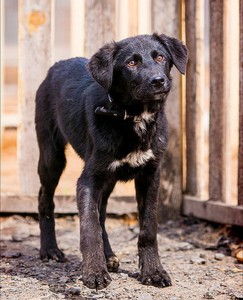 Москва и МО 2 щенка в поисках семьи  - 2.JPG