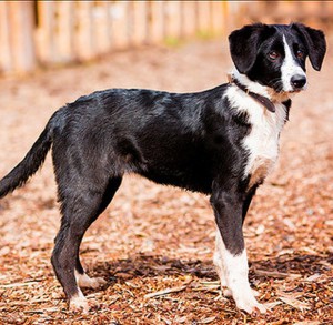 Москва и МО 2 щенка в поисках семьи  - 3.JPG