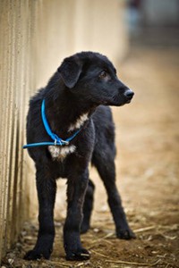 Москва и МО 2 щенка в поисках семьи  - 4.JPG