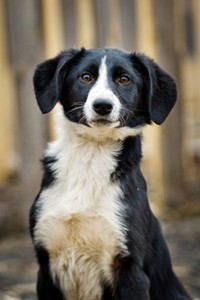 Москва и МО 2 щенка в поисках семьи  - 5.JPG