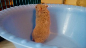 Отдам 5 сирийских хомяков. - buUcoFh12tU.jpg