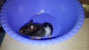 Отдам 5 сирийских хомяков. - MBFzLcHwE94.jpg