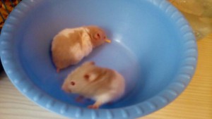 Отдам 5 сирийских хомяков. - Z341-hJUkb4.jpg