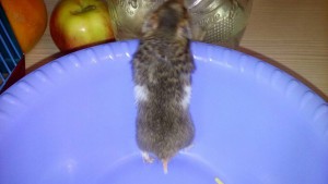 Отдам 5 сирийских хомяков. - ufbOIdHVz9k.jpg