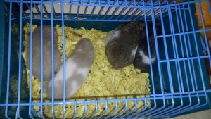 Отдам 5 сирийских хомяков. - qVpoBwMBmXE.jpg