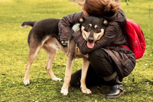 МУШКА-ЧУДОМ СПАСЕНА ОТ ОТСТРЕЛА-ЗАМЕЧАТЕЛЬНАЯ ДОМАШНЯЯ СОБАКА В добрые руки,на счастье  - IMG_3338-1.jpg