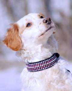 Москва и МО, м. Щукинская Метис спаниеля по имени Марс  - 2.jpg