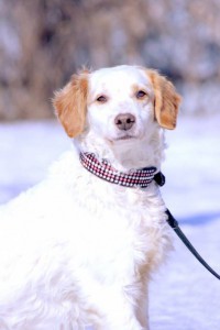 Москва и МО, м. Щукинская Метис спаниеля по имени Марс  - 4.jpg