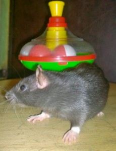 Крысята - WP_20160430_020.jpg