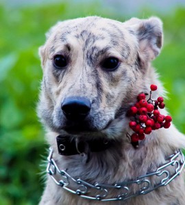 Москва и МО Красавица-девица Тигра в поиске дома  - 2.jpg