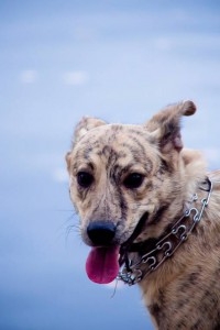 Москва и МО Красавица-девица Тигра в поиске дома  - 4.jpg