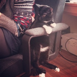 Отдам разноглазого котика - NujlhdzD8QI.jpg