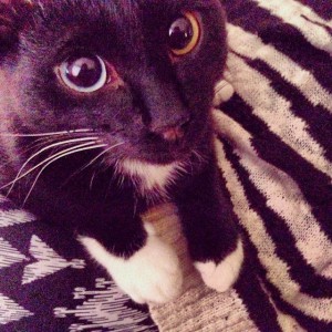 Отдам разноглазого котика - Oium83KKHkY.jpg