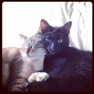 Отдам разноглазого котика - t63yneARZY4.jpg