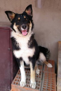 Ногинск и вся Московская область Три щеночка-сестренки ищут хозяев  - 1.jpg